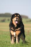 DOGUE DU TIBET 677